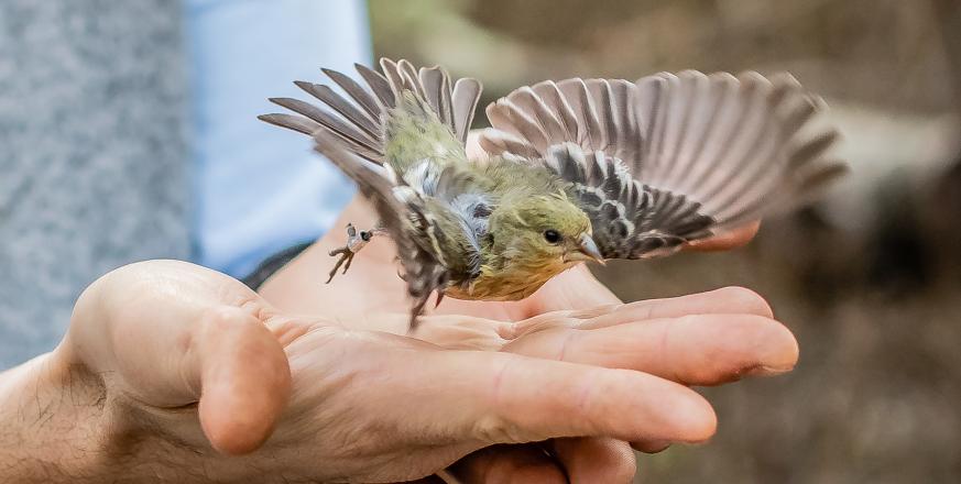 Lesser Goldfinch being released after being fitted with a bird band