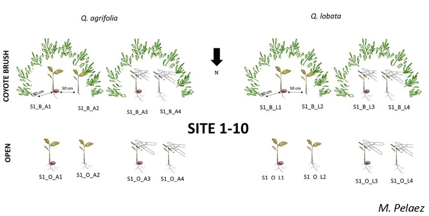 Graphical illustration of experimental design for study of oak seedling establishment