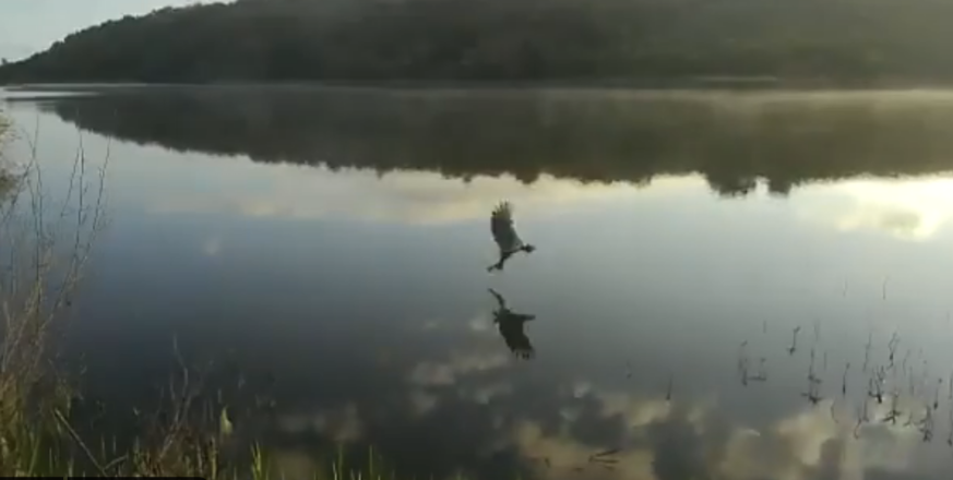 Bald eagle hunts at Searsville Reservoir