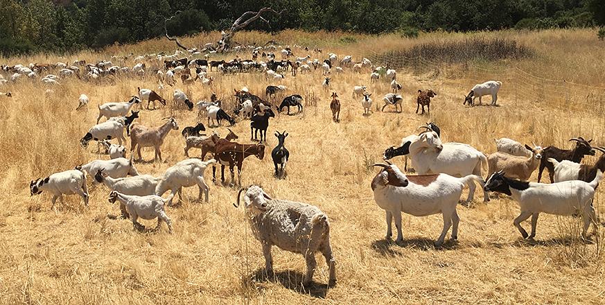 Goats grazing at Jasper Ridge