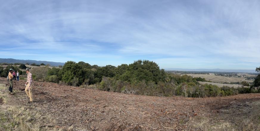 Landscape view of Jasper Ridge after clearing 100 feet of vegetation