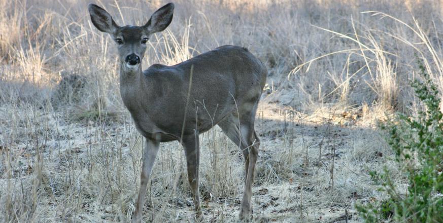 Black-tail deer at Jasper Ridge Biological Preserve