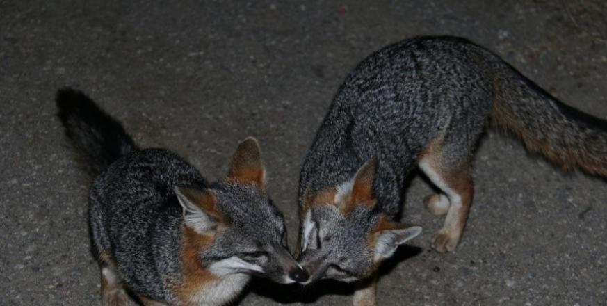 A pair of gray foxes