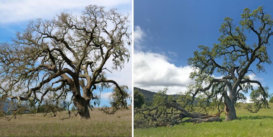 Large Valley Oak tree before and after loss of largest limb