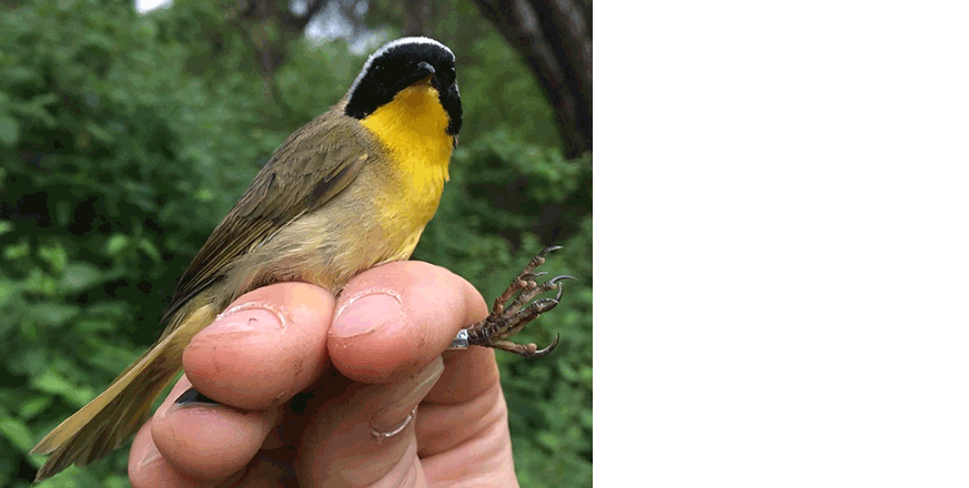 A newly banded male San Francisco Common Yellowthroat