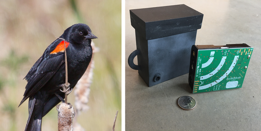 AudioMoth acoustic recorder and red-winged blackbird