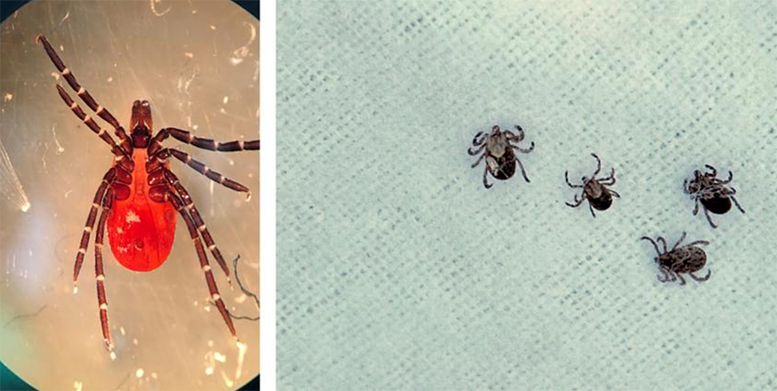 Know your tick: Jasper Ridge visitors contribute to human disease research