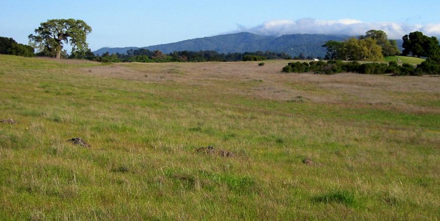 A view of California grassland at Jasper Ridge