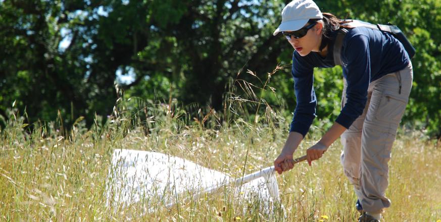 Stanford student Clare Sherman collecting ticks from grassland at JRBP. Wearing light-colored pants tucked into socks is recommended so ticks can be spotted and removed before they bite.