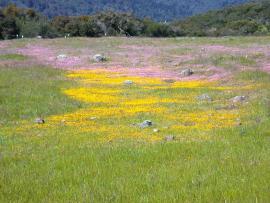 Serpentine wildflowers blooming at Jasper Ridge