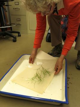 Ann Lambrecht floating a specimen for pressing and mounting
