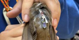 A Swainson's thrush with a Motus radio tag