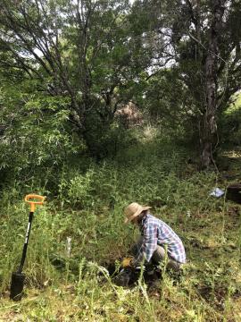 Liz sampling soils to develop a pre-treatment baseline prior to introducing goats and sheep to reduce fire fuels