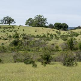 Panorama with Chaparral and Oaks by Dan Quinn