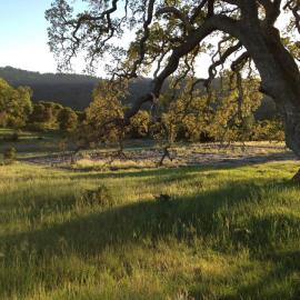 Sun sets over the famous valley oak that stands watch over the Mordecai lab's grassland fungal pathogen experiment by Erin Mordecai