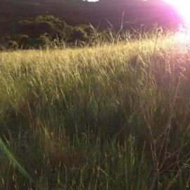 Evening light catches on native Stipa pulchra bunchgrasses in flower by Erin Mordecai