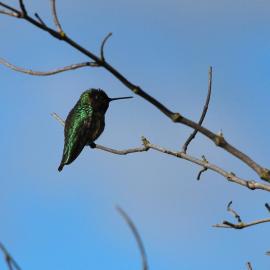 Anna's hummingbird by Richard Nevle