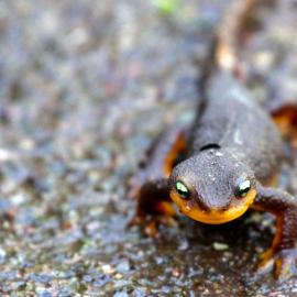 California newt (Taricha torosa) by Richard Nevle