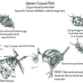 Western Tussock moth life cycle by Anna Wietelmann