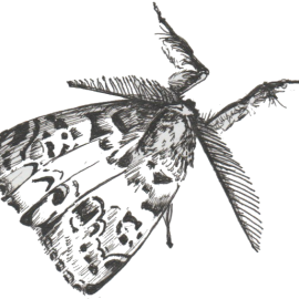 Male Western Tussock moth by Anna Wietelmann