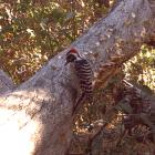 Nuttall's woodpecker (Picoides nuttallii)