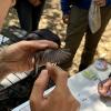 A researcher measures wing traits of a Swainson's thrush (Catharus ustulatus)