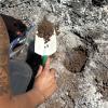 Ash and soil are collected using a hand trowel into a plastic bag