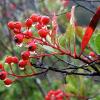 Toyon berries