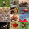 Collage of photos showing various arachnids