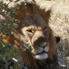 African lion in Botswana