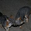 A pair of gray foxes