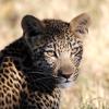 Leopard in Botswana