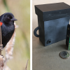 AudioMoth acoustic recorder and red-winged blackbird