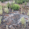 Western bewlidering bushmallow plants growing around a burned pile