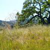 savanna grassland at Jasper Ridge (photo credit: Reuben Brandt)