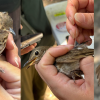 Swainson's thrush with Motus radio tag