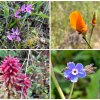 Wildflowers of Jasper Ridge