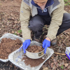 Prof. Tad Fukami sieves soil sampled from a burn pile