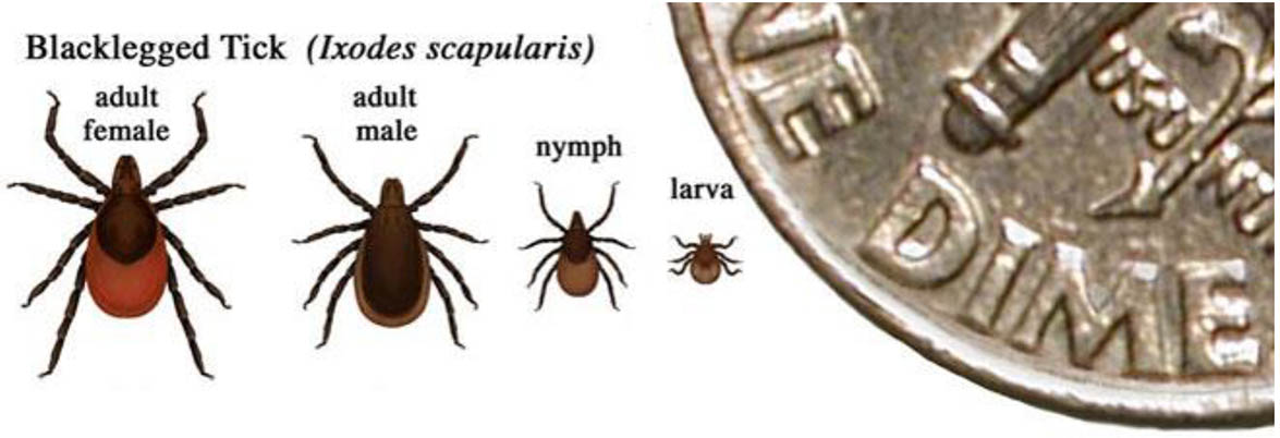 Ixodes scapularis, a tick of the Eastern U.S., similar in size to Ixodes pacificus, the Western black-legged tick.